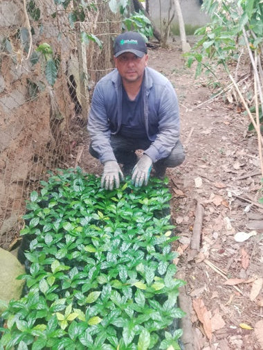 ETHIOPIA Yirgacheffe
