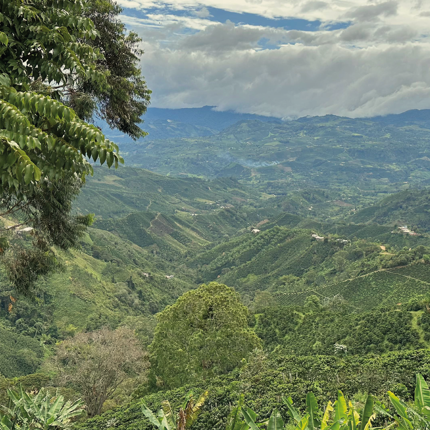 COLOMBIA Los Rosales