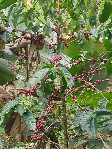 ETHIOPIA Yirgacheffe