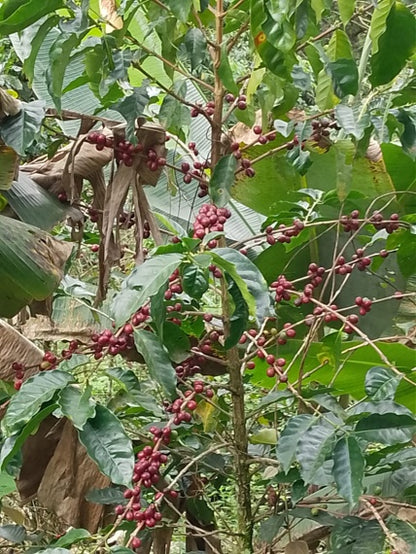 ETHIOPIA Yirgacheffe